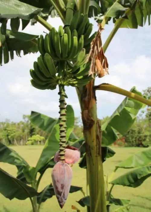 Fruiting Banana Tree