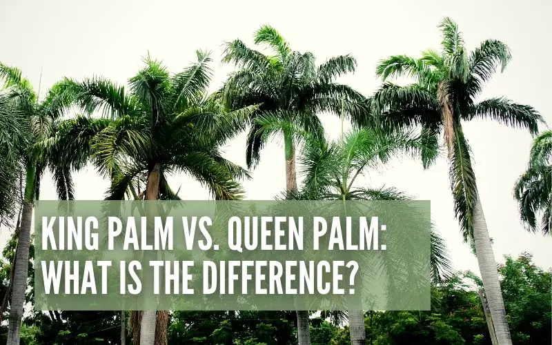 King Palm Vs. Queen Palm: What Is The Difference?