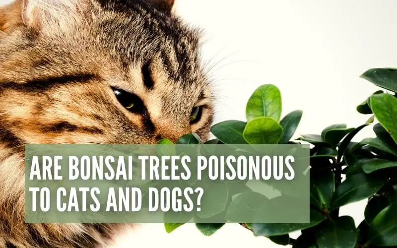 Are Bonsai Trees Poisonous to Cats and Dogs?
