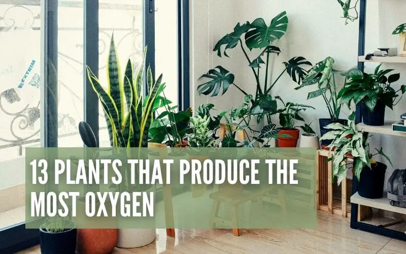 13 Plants That Produce The Most Oxygen
