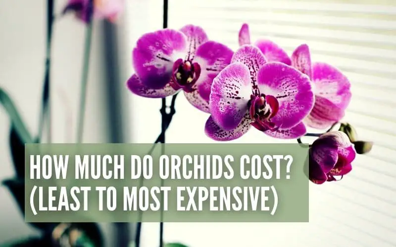 How Much Do Orchids Cost? (Least To Most Expensive)