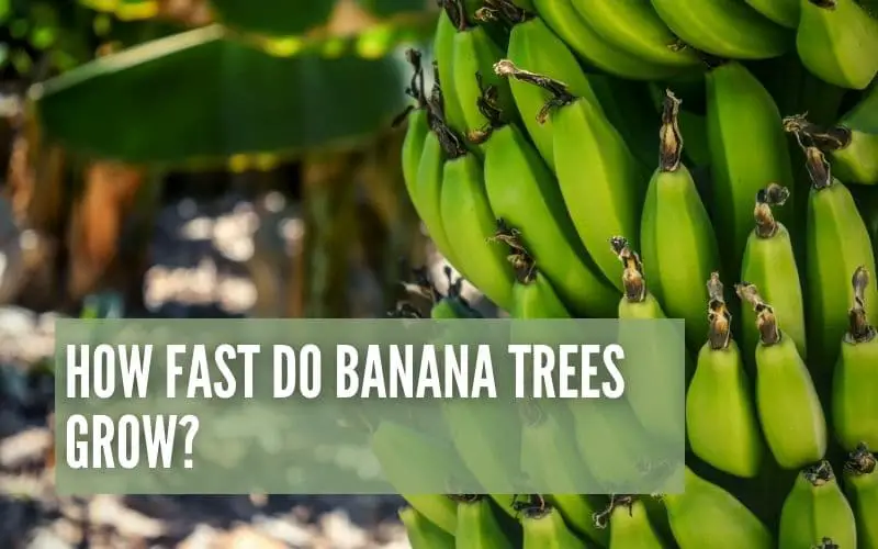 How Fast Do Banana Trees Grow?