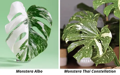 Constellation monstera thai Monstera Deliciosa