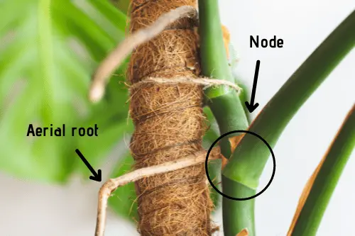 Monstera Plant Node and Aerial Root