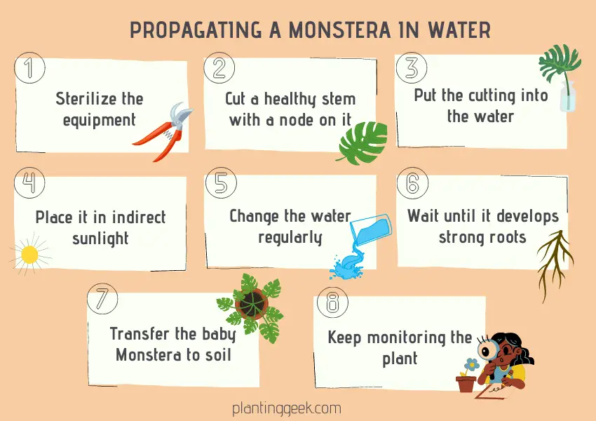 8 step guide to propagating a Monstera Plant in water