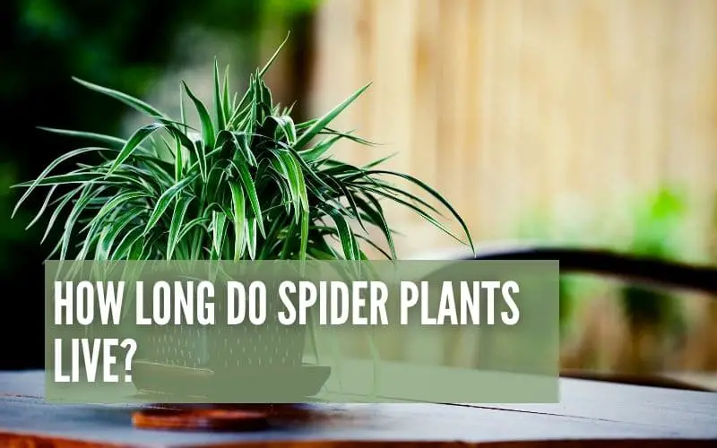 How Long Do Spider Plants Live?