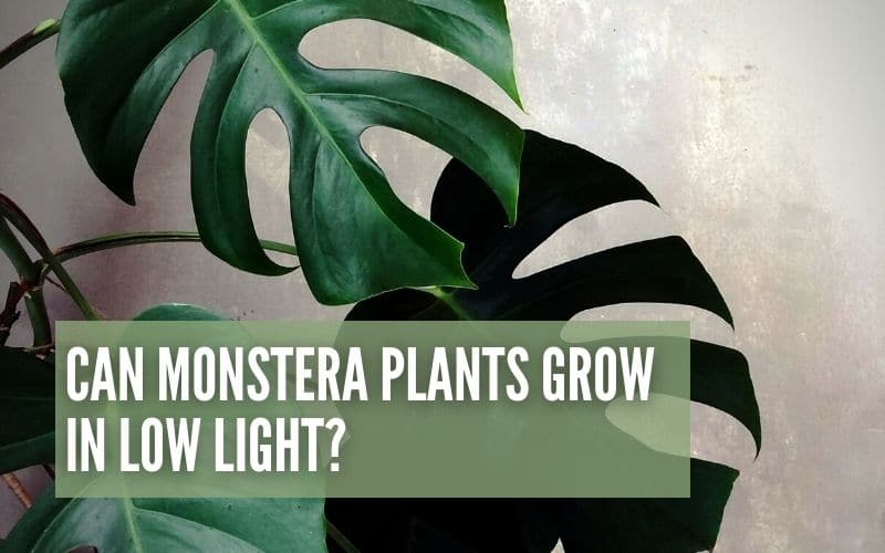 Can Monstera Plants Grow In Low Light?