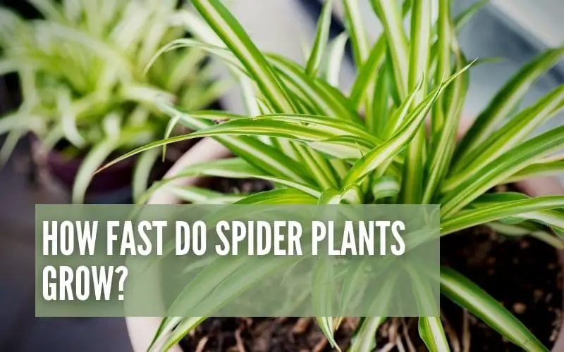 How Fast Do Spider Plants Grow?
