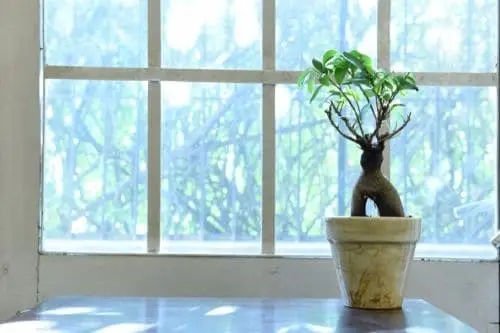 Bonsai Tree close to a window