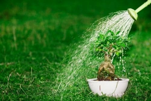 Watering a bonsai tree