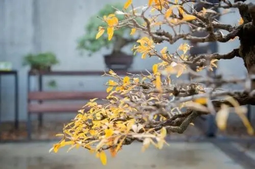 Bonsai with yellow leaves in Autumn