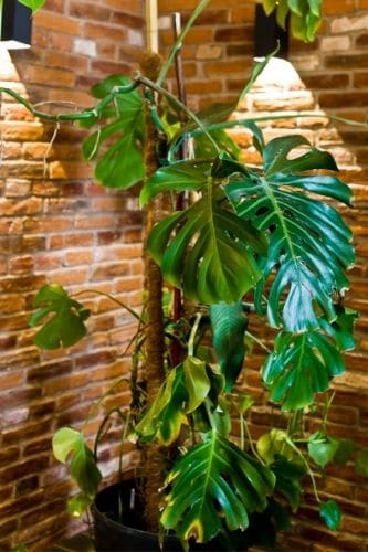 Monstera Plant supported with a moss pole