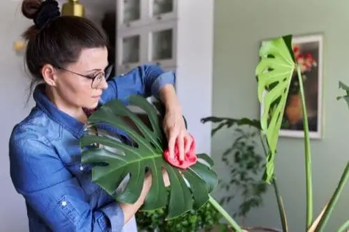 Cleaning a Monstera Leaf
