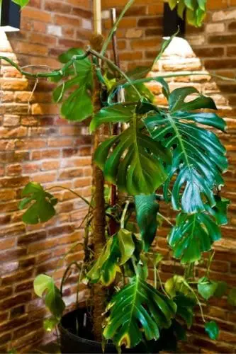 Monstera with support from a pole