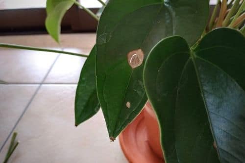 My Anthurium with brown spots