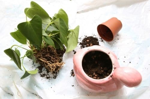 Repotting an Anthurium