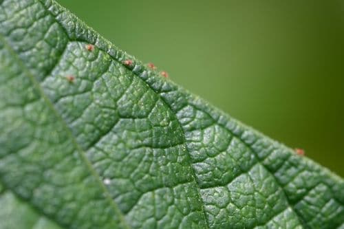 Red Spider Mites