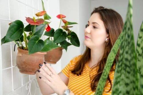 Anthurium Care