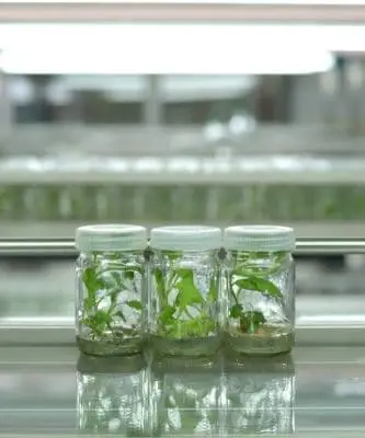 Plant tissue culture 