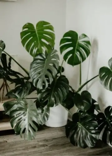 Monstera Plant Without Support