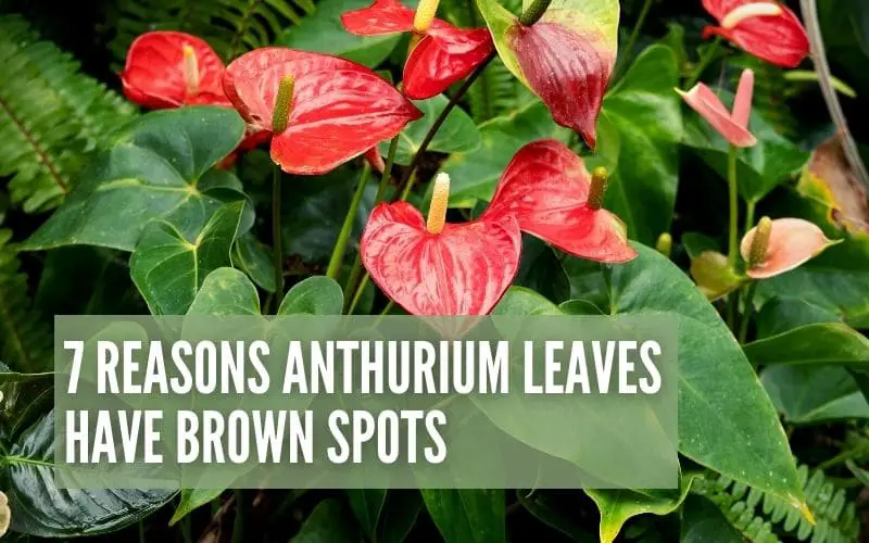 7 Reasons Anthurium Leaves Have Brown Spots