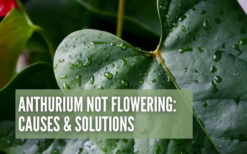 Anthurium Not Flowering: Causes & Solutions