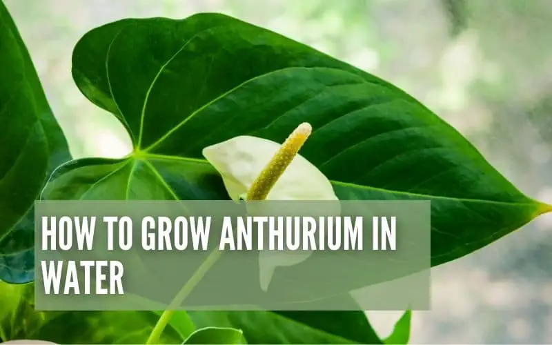 How To Grow Anthurium In Water