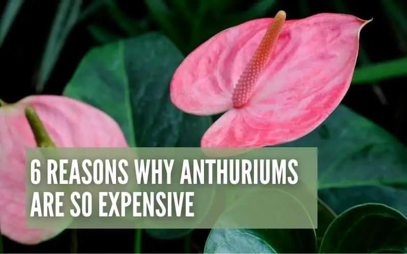 6 Reasons Why Anthuriums Are So Expensive