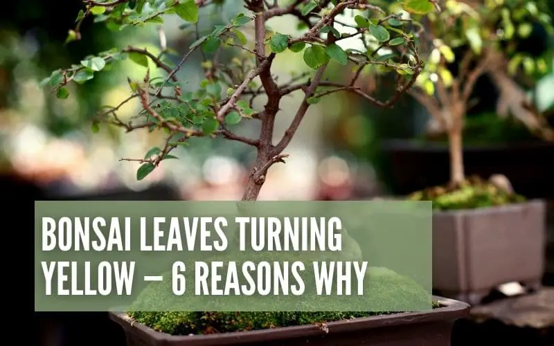 Bonsai Leaves Turning Yellow — 6 Reasons Why It Happens