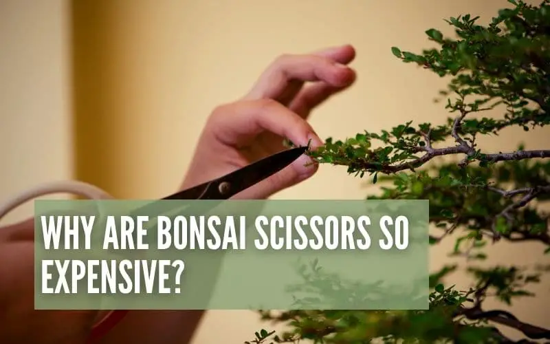 Why Are Bonsai Scissors So Expensive?