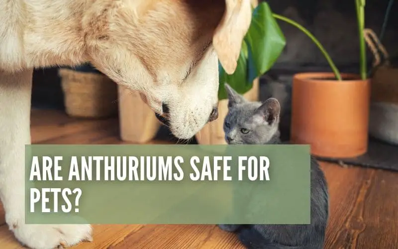 Are Anthuriums Safe For Pets?