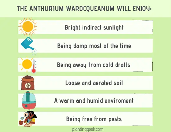 Anthurium Warocqueanum, Queen Anthurium Care