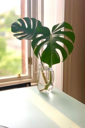 Monstera cutting propagation in water