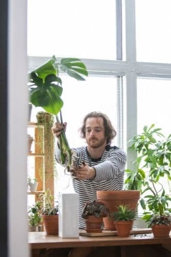 Transplanting a Monstera Plant