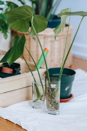 Monstera Cuttings in water