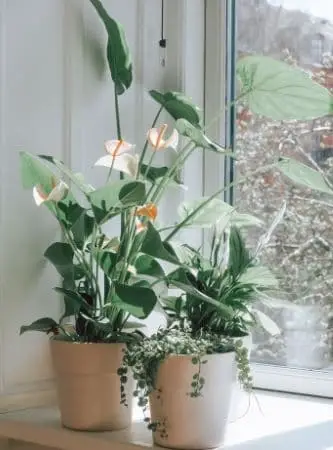 Anthurium and Peace lily by the window