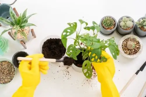 Handling a Monstera plant using gloves.