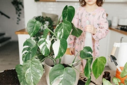 A child with a Monstera Albo.