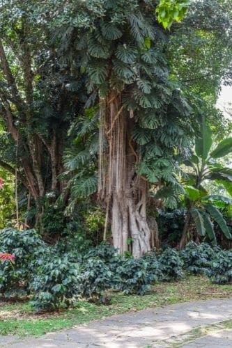 6 Reasons Why Monstera Leaves Have Holes