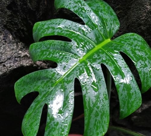 Wet Monstera Leaf