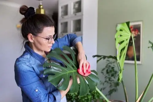 Cleaning Monstera Leaves