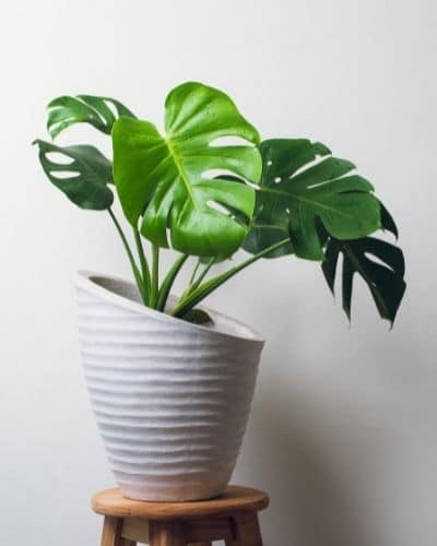 Monstera Plant in a Cachepot