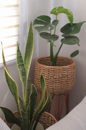 Monstera by a window with a curtain
