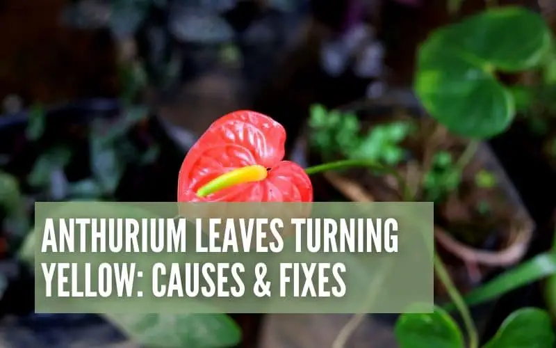 Anthurium Leaves Turning Yellow: Causes & Fixes