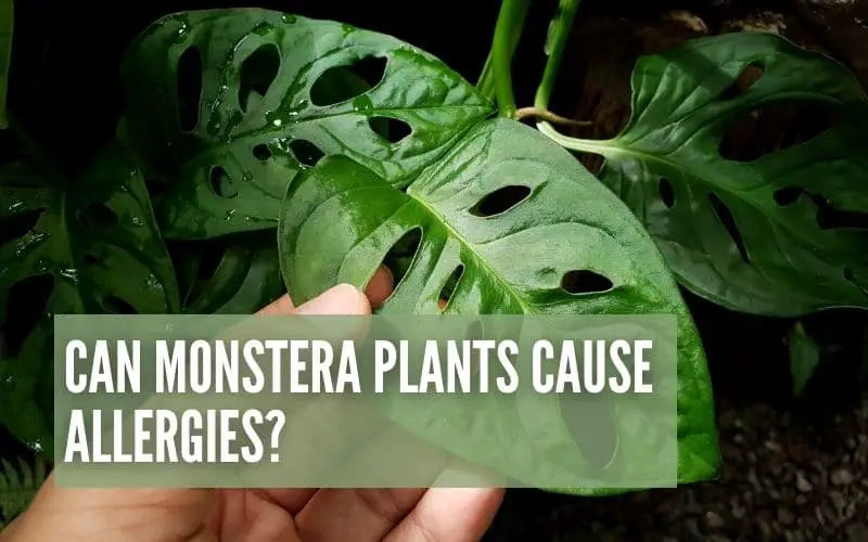 Can Monstera Plants Cause Allergies?