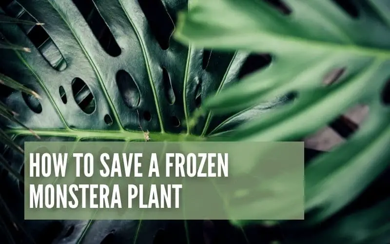 How To Save A Frozen Monstera Plant