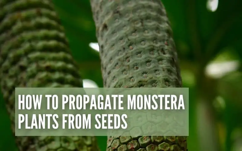How To Propagate Monstera Plants From Seeds