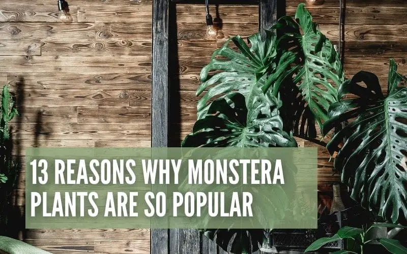 13 Reasons Why Monstera Plants Are So Popular