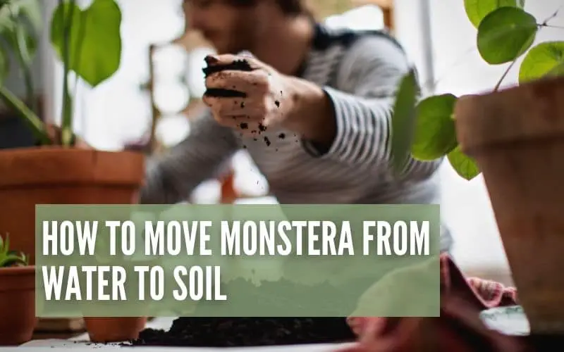 How To Move Monstera From Water To Soil