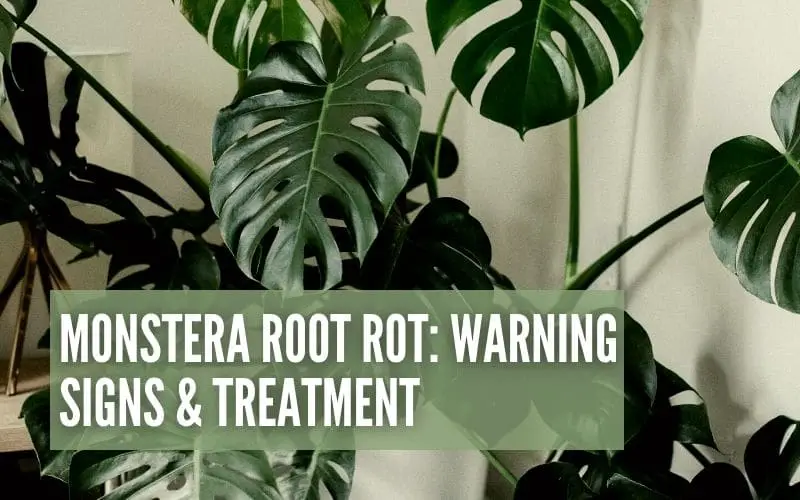 Monstera Root Rot: Warning Signs & Treatment